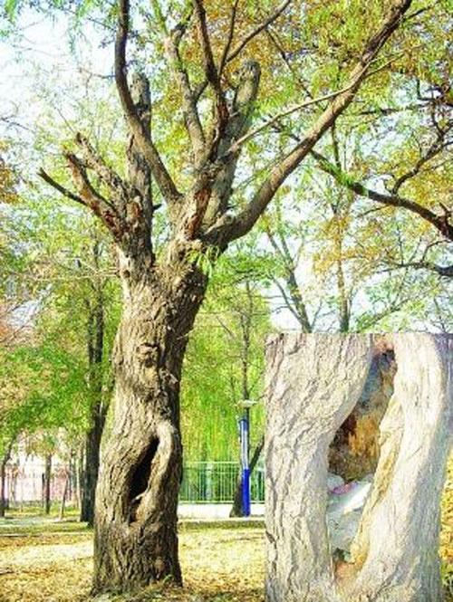 江西九江風景樹成了垃圾桶